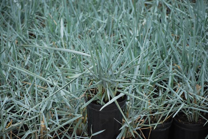 Blue Lyme Grass (Elymus arenarius 'Blue Dune')