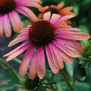 Echinacea Butterfly™ 'Rainbow Marcella' (Coneflower)