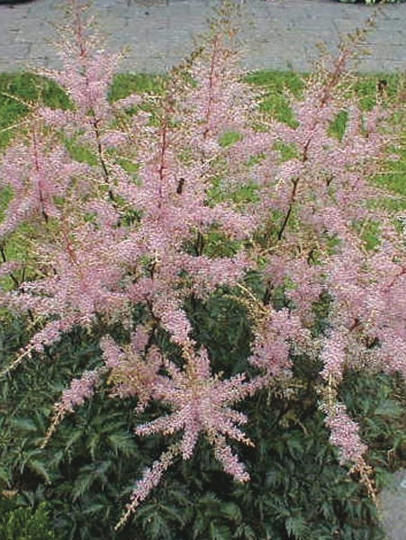 Astilbe simplicifolia 'Hennie Graafland' (False Spirea), pink flowers