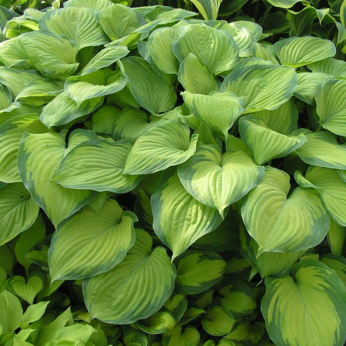 Hosta x 'Guacamole' (Plantain Lily)