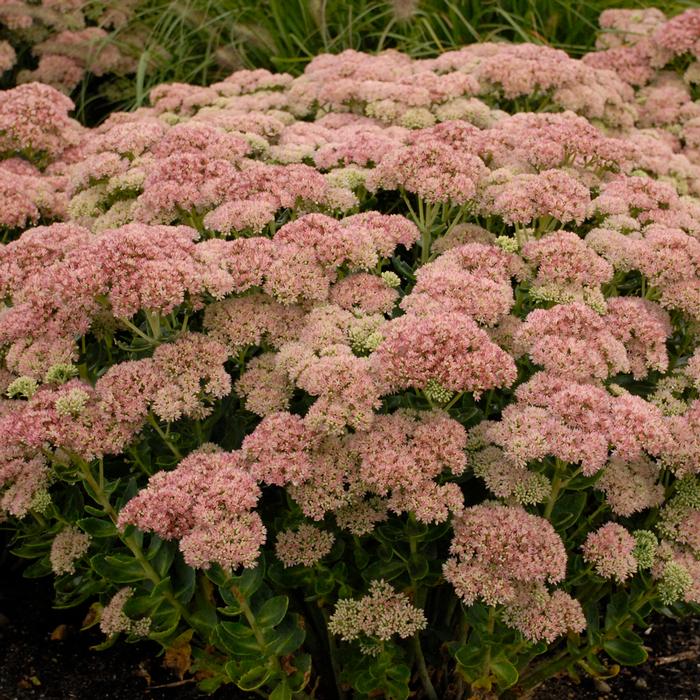 Sedum x 'Autumn Joy' (Stonecrop)