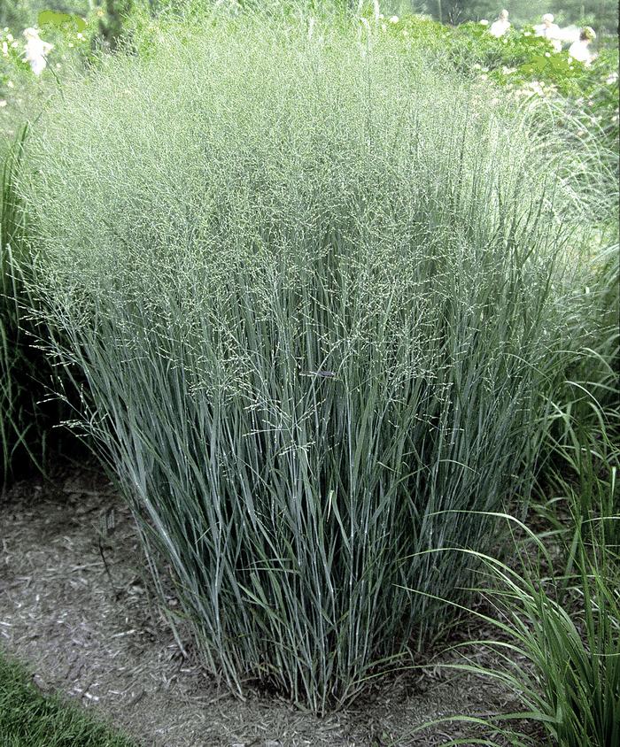 Panicum virgatum 'Heavy Metal' (Blue Switchgrass)