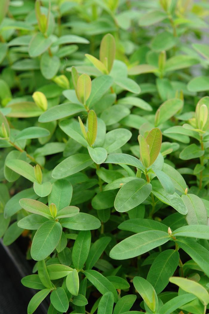 Hypericum calycinum (St. John's Wort)