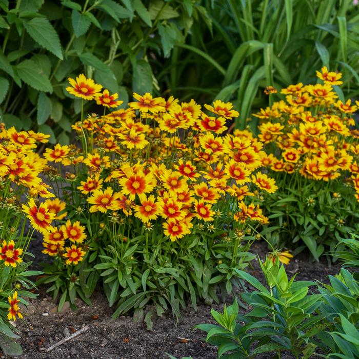 Coreopsis Uptick™Gold & Bronze (Tickseed), yellow and red flowers