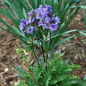 Jacob's Ladder (Polemonium caeruleum 'Bressingham Purple')