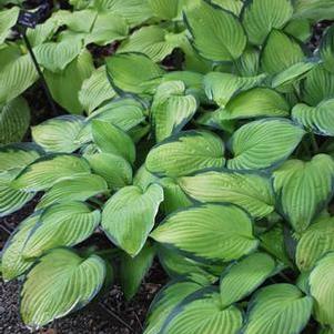 Hosta x 'Gold Standard' (Plantain Lily)