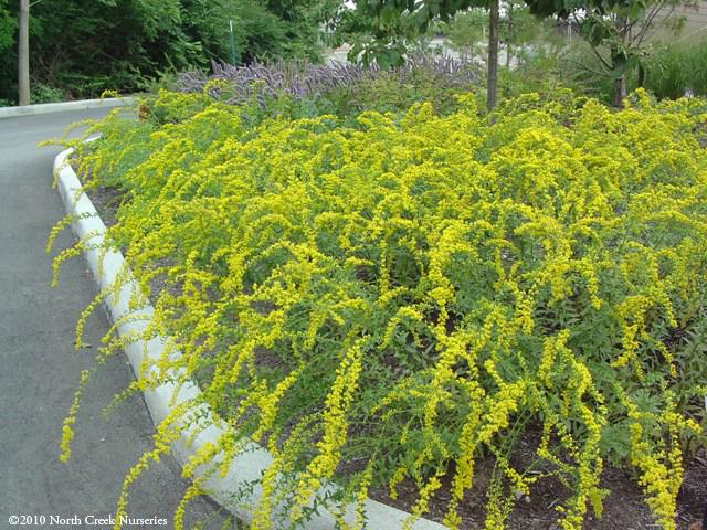 Solidago shortii 'Solar Cascade' (Goldenrod)