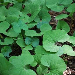 Wild Ginger (Asarum canadense)