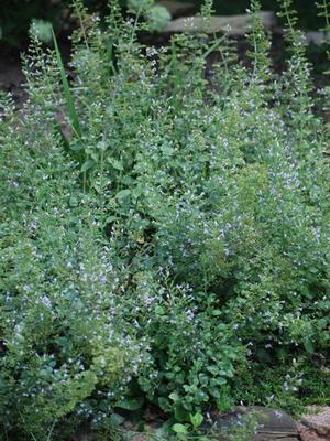 Calamintha nepeta 'Blue Cloud' (Calamint)