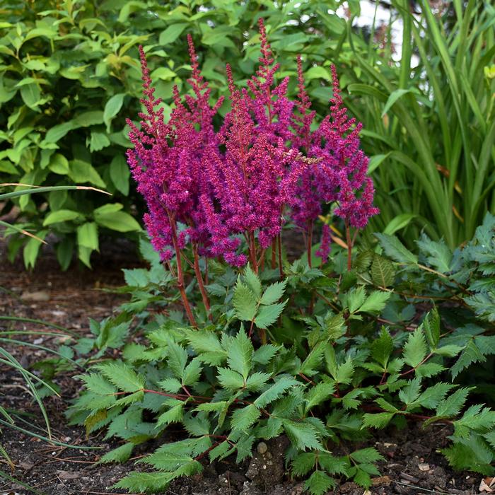 Astilbe chinensis 'Vision in Red' (False Spirea) perennial, pink flowers