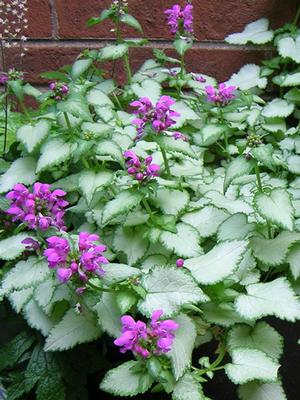 Lamium maculatum 'Purple Dragon' (Dead Nettle)