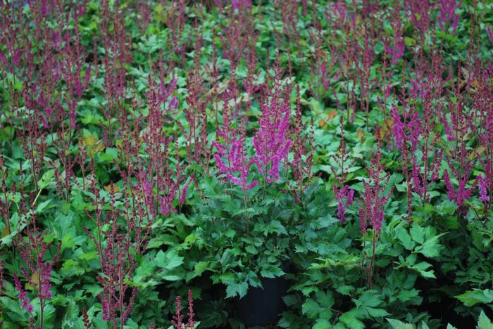 Astilbe chinensis 'Vision in Red' (False Spirea) perennial, pink flowers