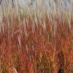 Red-Leaved Miscanthus (Miscanthus 'Purpurascens')