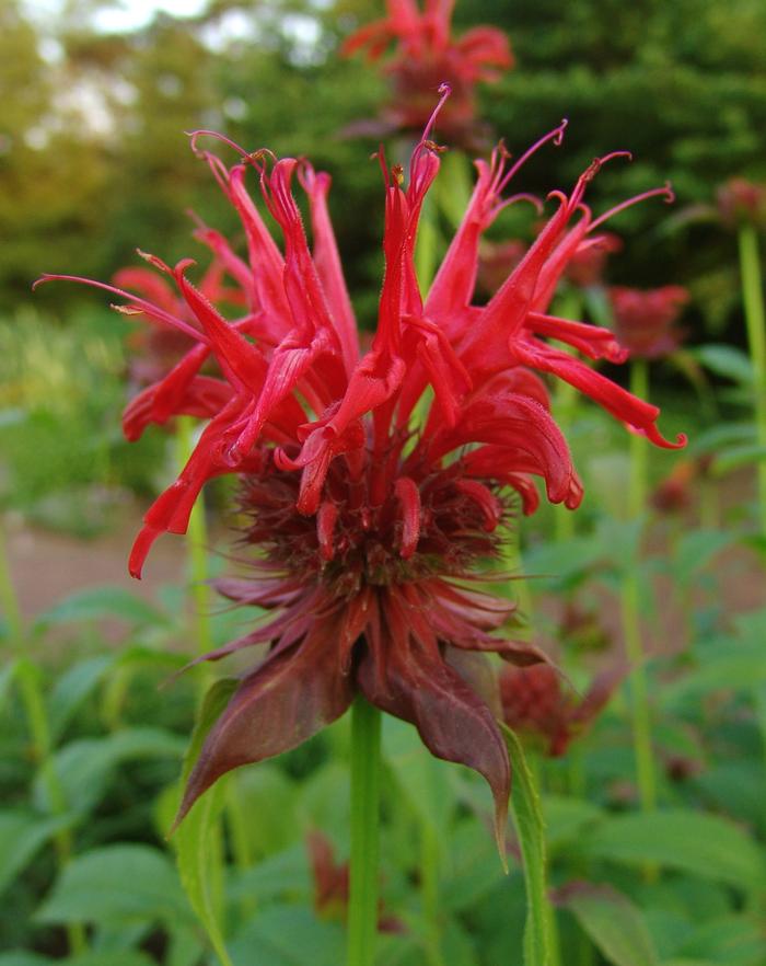 Monarda didyma 'Jacob Cline' (Bee Balm)