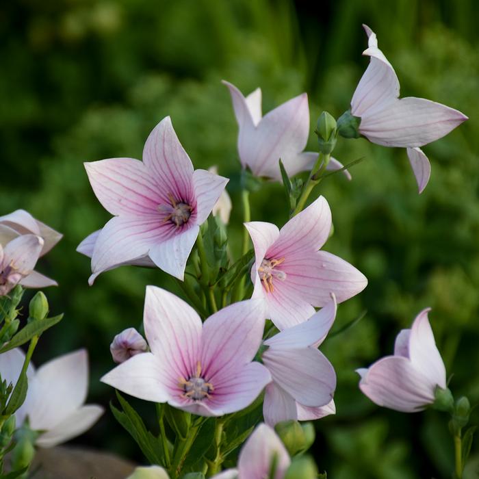 Platycodon grandiflorus 'Astra Pink' (Balloon Flower)