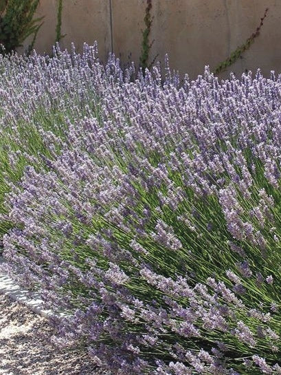 Lavandula x intermedia 'Phenomenal' (Lavender)