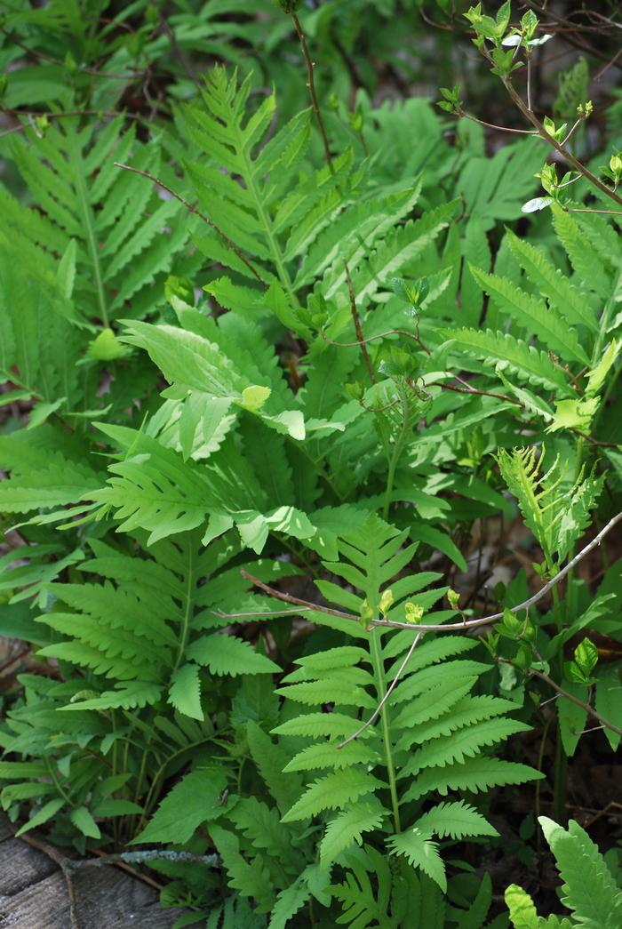 Sensitive Fern (Onoclea sensibilis)