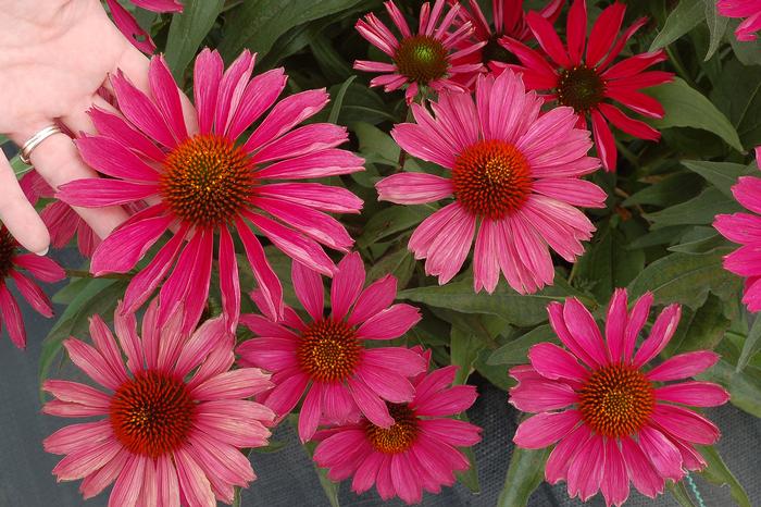 Echinacea Kismet® Raspberry (Coneflower), pink flowers