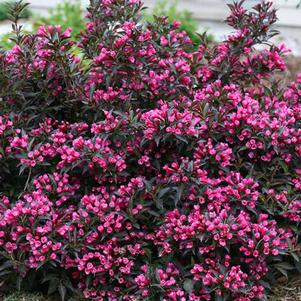 Weigela florida 'Spilled Wine'® (Weigela)