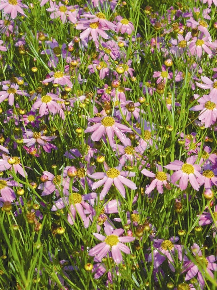 Coreopsis rosea 'American Dream' (Tickseed), purple flowers