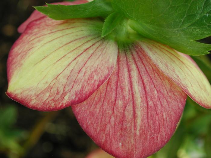 Helleborus x hybridus Winter Jewels® 'Apricot Blush'