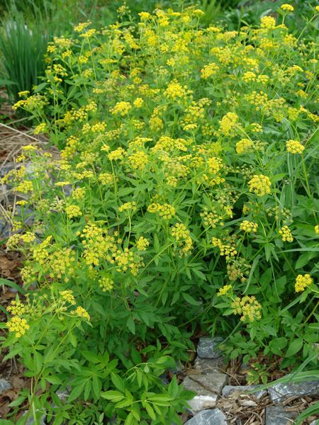 Golden Alexander (Zizia aurea)