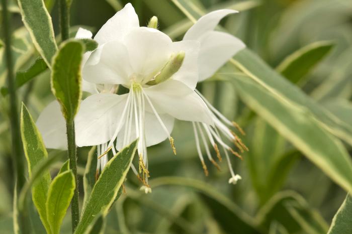 Variegated Gaura (Gaura Walberton's® 'Silver Fountain')