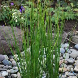 Common Rush (Juncus effusus)