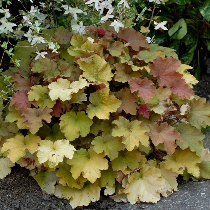 Heuchera x villosa 'Caramel' (Coral Bells)