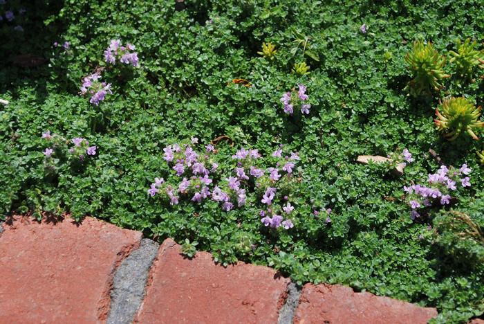 Elfin Thyme (Thymus serpyllum 'Elfin')