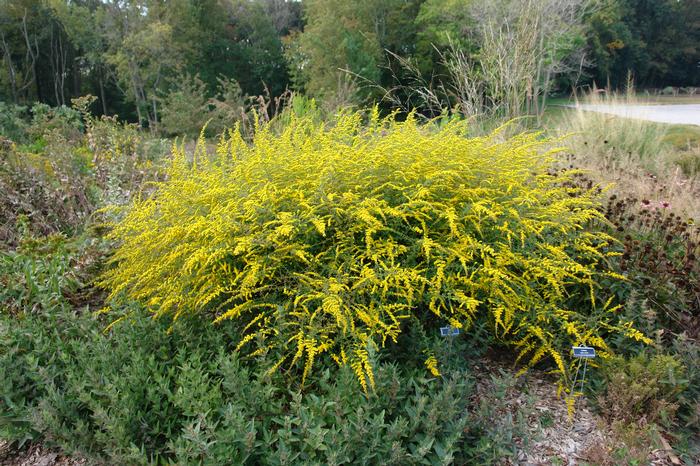 Solidago rugosa 'Fireworks' (Goldenrod)