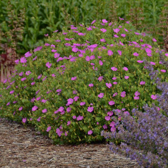 Geranium s. 'New Hampshire Purple' (Bloody Cranesbill)