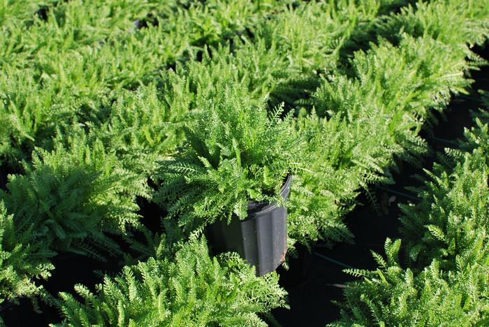 Achillea millefolium 'Pomegranate' (Yarrow) perennial