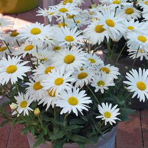 Leucanthemum x s. 'Madonna' (Dwarf Shasta Daisy)