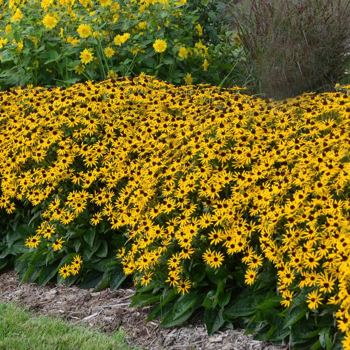 Dwarf Black-Eyed Susan (Rudbeckia fulgida 'Little Goldstar'), yellow flowers