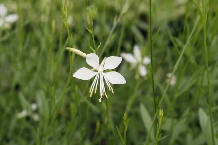 White Gaura (Gaura lindheimeri 'So White')