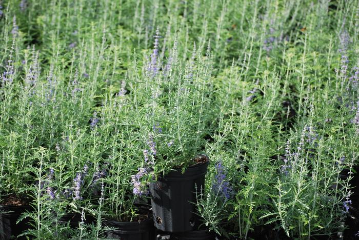 Perovskia atriplicifolia 'Blue Jean Baby' (Russian Sage)