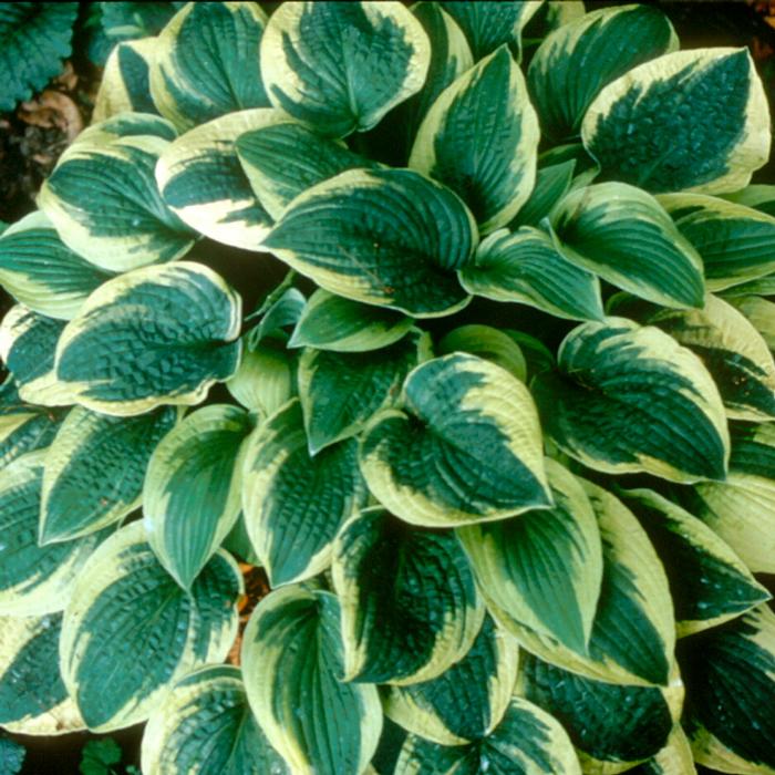 Hosta x 'Wide Brim' (Plantain Lily)