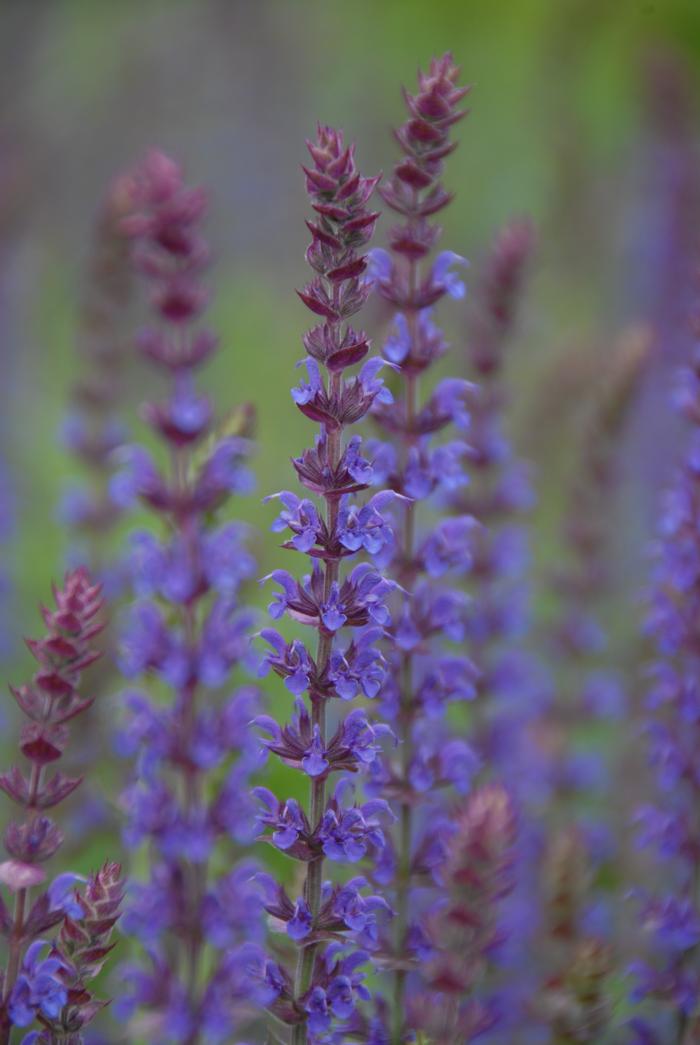 Salvia nemorosa 'East Friesland' (Sage)