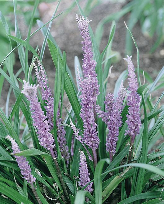 Liriope muscari 'Big Blue' (Lilyturf)