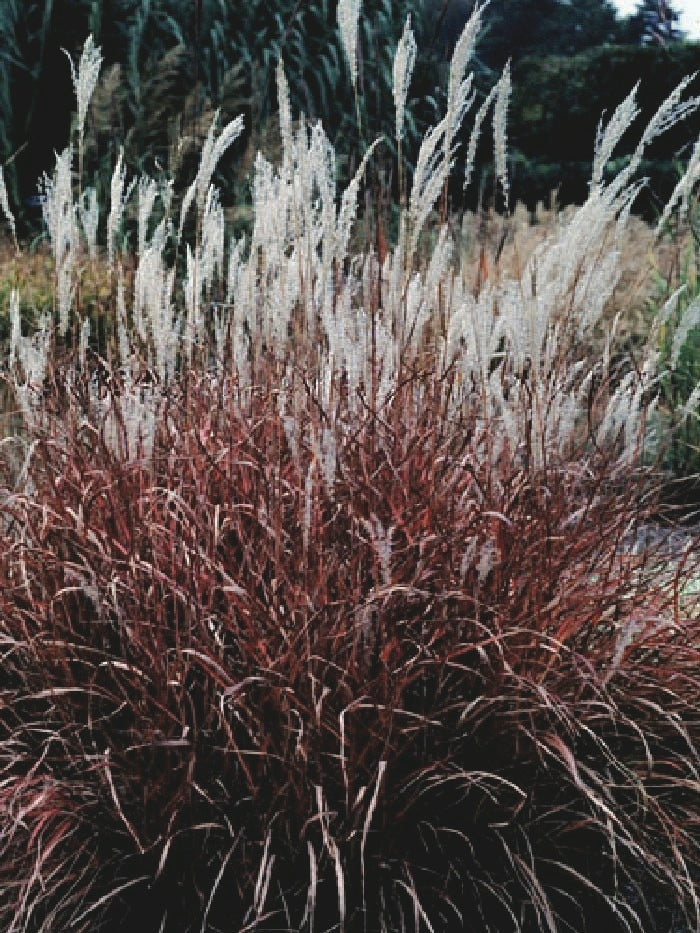 Red-Leaved Miscanthus (Miscanthus 'Purpurascens')