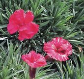 Dianthus allwoodii 'Frosty Fire' (Garden Pinks), pink flowers