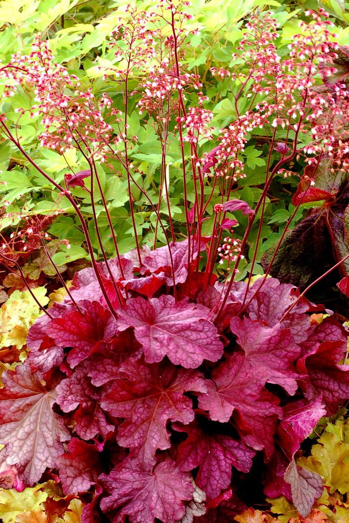 Heuchera x villosa 'Berry Smoothie' (Coral Bells)