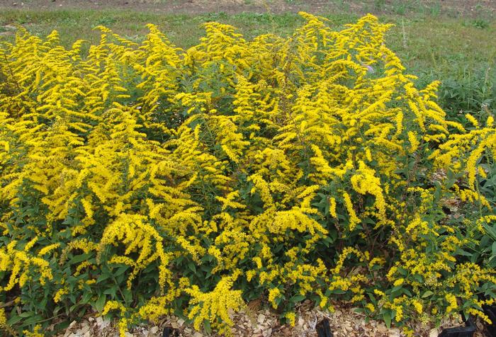 Dwarf Goldenrod (Solidago sphacelata 'Golden Fleece')