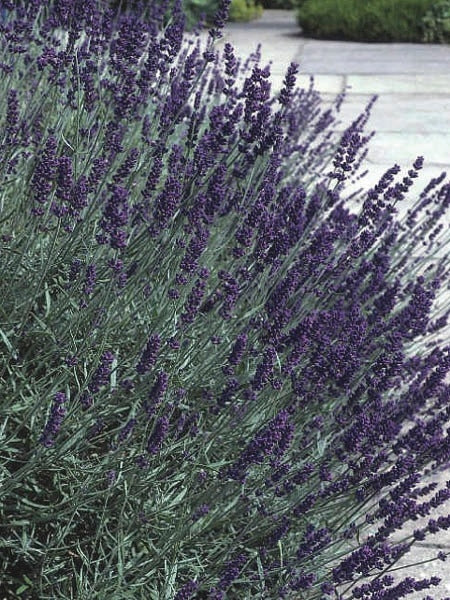 Lavandula angustifolia 'Hidcote' (English Lavender)