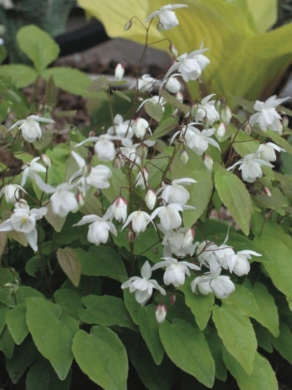 Epimedium x youngianum 'Niveum' (Barrenwort)