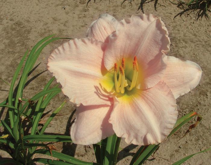 Hemerocallis 'Lullaby Baby' (Daylily)