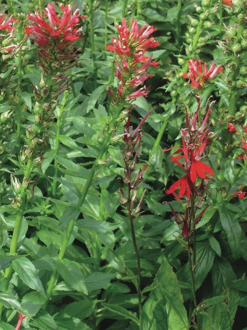 Red Cardinal Flower (Lobelia cardinalis)