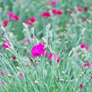 Dianthus x 'Neon Star' (Garden Pinks), pink flowers