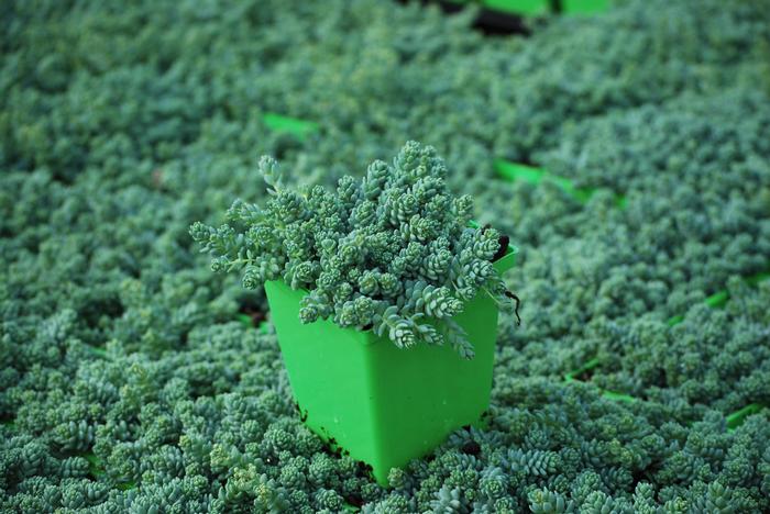 Sedum dasyphyllum 'Major' (Stonecrop)